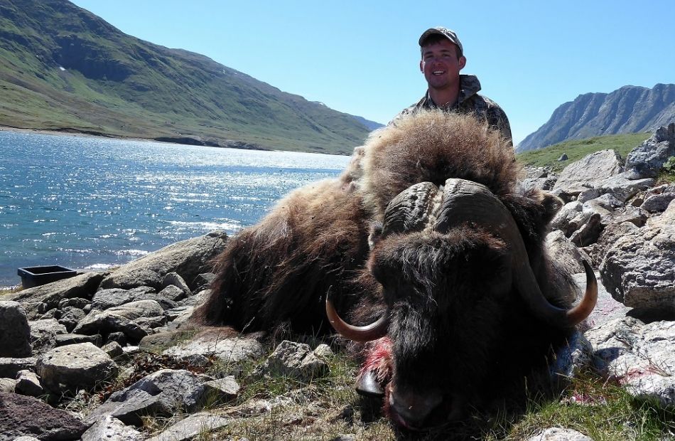 Trophy muskox bow hunting in Greenland